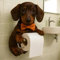 Porte-roulis pour Toilettes pour Chien, Porte-Papier De Toilette Mignon à Mur, Porte-Serviette en Papier De Teckel De Nouveauté, Dispensateur De Rangement en Papier De Toilettes 22x16x12cm A