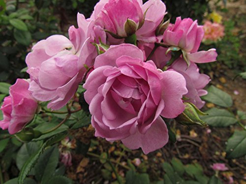 Lilac Bouquet -5.5lt Potted Rambling Rose Near toThornless Repeat Rambler! Purple/Lilac Blooms, Repeat Flowering