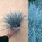 Carbeth Plants Blue Festuca Intense Ornamental Grass - 1 x 10.5cm Garden Ready Shrubs – Evergreen Plant for Rockeries and Borders - Outdoor Plants All Year Round