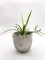 Grünlilie Chlorophytum comosum Zimmerpflanze im Topf, luftreinigend, 1 Pflanze im 10cm Topf