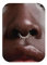 BodyBonita 16G Spike Septum Piercing – 316L Edelstahl Nasenpiercing Conch Helix Piercings Schmuck Nasenring Tragus Daith Knorpel Ohrpiercing Silber 8mm Stil 6