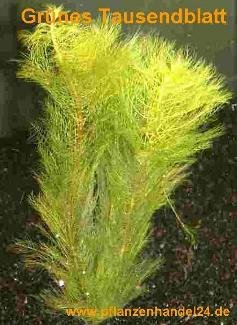 Mühlan Wasserpflanzen 1 Bund grünes Tausendblatt, Myriophyllum