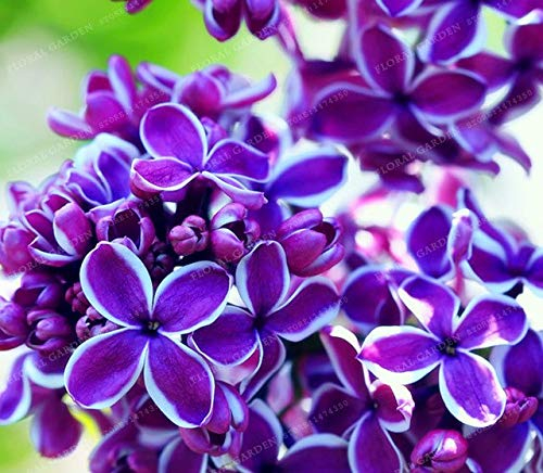 Pinkdose 50 Bunte Bonsai-Flieder-Pflanze Japanische Flieder (extrem duftende) Nelke Blumen-Bonsai-Flieder-Bäume im Freien Pflanze für Hausgarten: 2