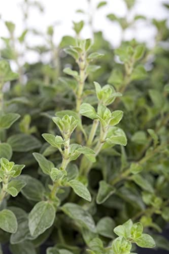 Origanum vulgare ca. 9x9 cm Topf - Echter Dost, rosa Blüten, Blütezeit Juni-September, ideal für Kräutergärten, bienenfreundlich, pflegeleicht