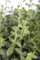 Origanum vulgare ca. 9x9 cm Topf - Echter Dost, rosa Blüten, Blütezeit Juni-September, ideal für Kräutergärten, bienenfreundlich, pflegeleicht