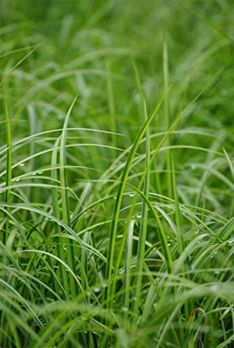 Acorus gramineus 'Ogon', Japanische Gold-Segge, gelb-grüne Blätter, ideal für Teichrand und Kübel, winterhart, pflegeleicht