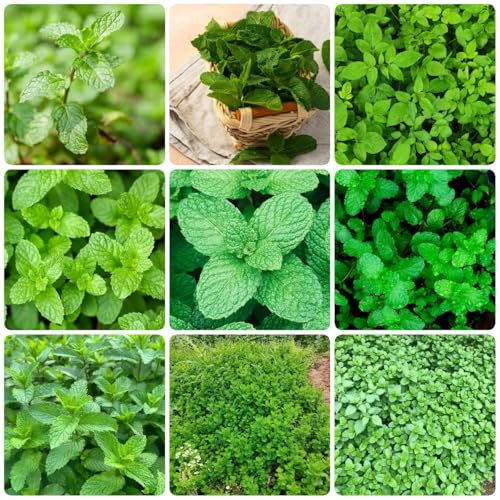 200 pz semi di menta biologici piante da balcone pianta di menta piperita, piante in vaso resistenti all'esterno, piante in vaso resistenti, piante erbacee semi di ortaggi semi di