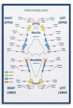 ZDVHOMCB Dog and Cat Dental Anatomy Poster - Pet Teeth Veterinary Chart Educational Canvas Wall Art for Clinic Home Office Decor Unframed,16x24inch(40x60cm)