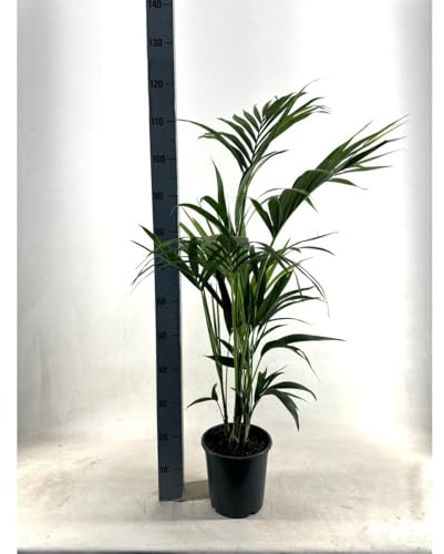 Zimmerpflanze Kentia Enthält Grünes Laub, Pflegeleicht, Hohe Palme, Dekopflanze, Für Wohnzimmer Und Büro, Grün, Ø21cm - 110cm
