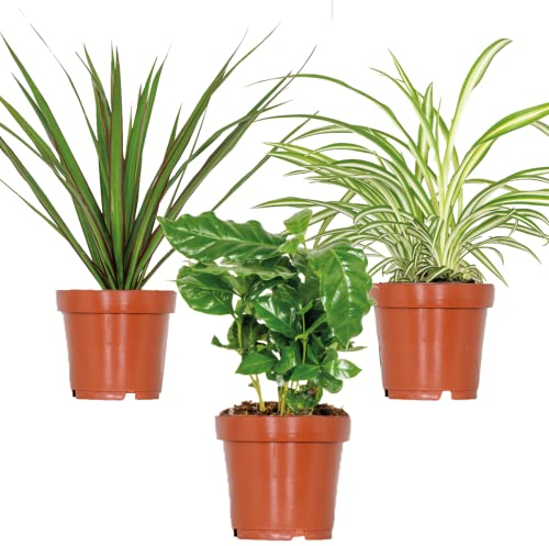 3x Zimmerpflanzen-Mix - Coffea - Dracaena - Chlorophytum - Luftreinigend - ⌀12 cm - 25-35 cm