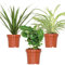 3x Zimmerpflanzen-Mix - Coffea - Dracaena - Chlorophytum - Luftreinigend - ⌀12 cm - 25-35 cm