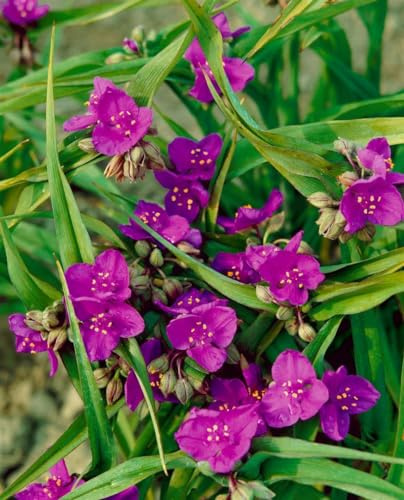 Tradescantia x andersoniana 'Valour' 9x9 cm Topf – Winterhart, Mehrjährig, Pflegeleicht – Dreimasterblume – Staude für Beet & Rabatte