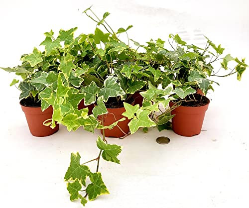 POWERS TO FLOWERS - EDERA VASO 9 VARIEGATA GIALLA, 6 PIANTE, VASO 9CM DIAMETRO, piante vere