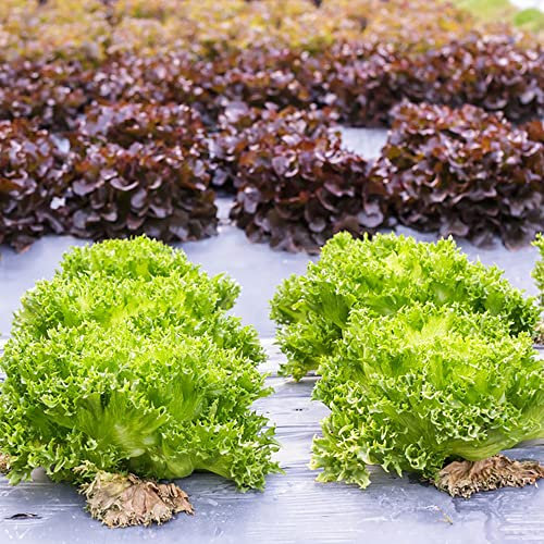 Semi Di Lattuga Invernale Di Agnello Hardy Romana Semi Di Lattuga Baquieu Piante Di Lattuga Balcone Verdura Letto Rialzato Per Verdure Semi Organici Semi Di Ortaggi Piante Di Ortaggi 300 Semi Lattuga