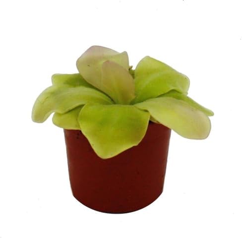 Fleischfressende Pflanze Pinguicula spec. Guatemala 9cm Topf