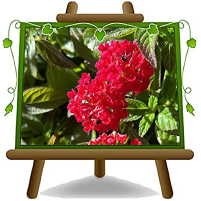 EURO PLANTS VIVAI Lantana Camara Rosso Cespuglio Pianta Ornamentale Vaso 14 cm.