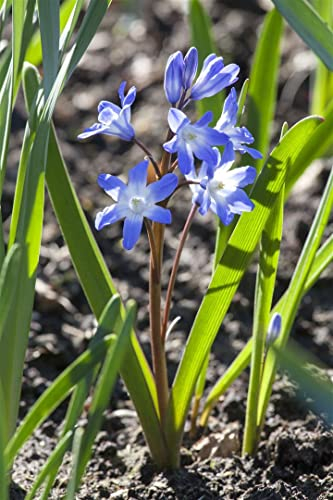 Scilla siberica ca. 9x9 cm Topf - Sibirischer Blaustern, leuchtend blaue Blüten, Blütezeit März-April, ideal für Frühlingsbeete, bienenfreundlich