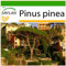 SAFLAX - Mittelmeer - Pinie - 6 Samen - Mit keimfreiem Anzuchtsubstrat - Pinus pinea