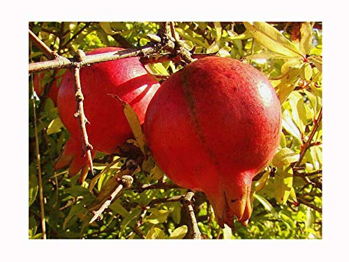 Pomegranate Red Fleshed Acco Variety, Punica granatum, Hardy Fruit Shrub, Bright red Flowers, Rarely Offered, Great for UK Climate, 15-20cm Young Plant in a 7cm Pot