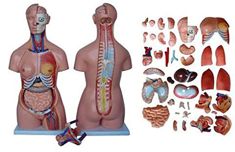 UIGJIOG 85Cm Unisex Torso Anatomisches Modell,40Pcs Menschliches Torso-Anatomisches Modell Medizinisches Modell Der Inneren Organe PVC Anatomiemodell des Menschlichen Körpers Für Unterricht Studenten