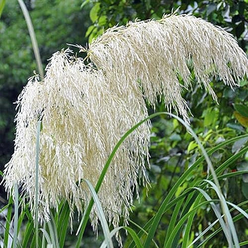 PERZOE 200pcs graines de cortaderia selloana, herbe de pampa jardin plante ornementale décor à la maison Blanc Graines de Cortaderia Selloana