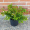 Abelia Grandiflora, 2 piante alte 40/60 cm, vaso Ø16