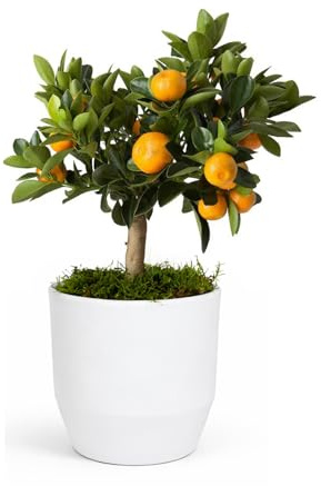 Naranjo Enano Calamondin 28 cm en maceta de 14 cm diámetro entregado en caja de regalo con tríptico con información y guía de cuidados – Planta viva interior – Árbol frutal enano en maceta (28 cm)