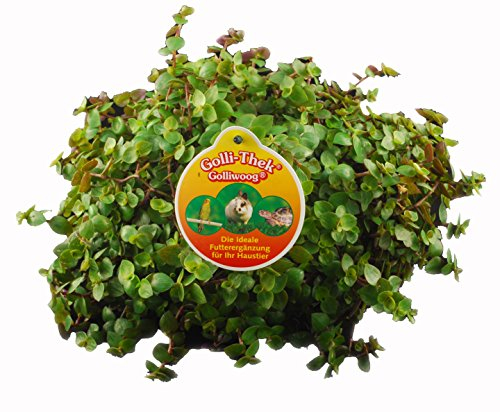 Golliwoog - Golliwoog Ampel - Futterpflanze für Bartagamen, Vögel, Meerschweinchen, Kaninchen (8 Stück)