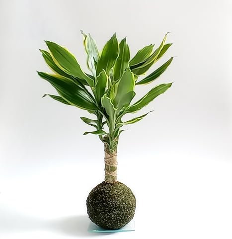 Kokedama Tronco del Brasil | Kokedama Interior | Bola de Musgo | Planta Natural | Planta Interior | Decoración | Planta estilo Japonés