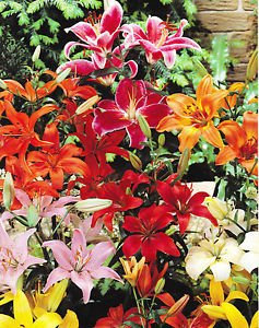 GARTHWAITE NURSERIES® : - 3 Mixed Oriental Lily Bulbs Trumpet-Shaped Highly Fragrant Garden Perennial
