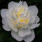 3-5 yeux pivoine racine nue - racines de pivoine à planter - bulbes/racines sains de haute qualité et sains (1, blanc)