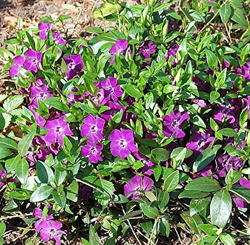 10x Kleinblättriges Immergrün Rubra - Vinca minor - lebende Gartenpflanze aus den Baumschulen