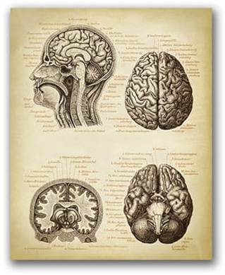 1PC Gehirn Medizinischer Druck Menschlicher Kopf Anatomie Arzt Geschenk Wal Vintage Illustration Poster Neurologie Wissenschaft Kunst Leinwand Malerei Bild(30x40cm No Frame)