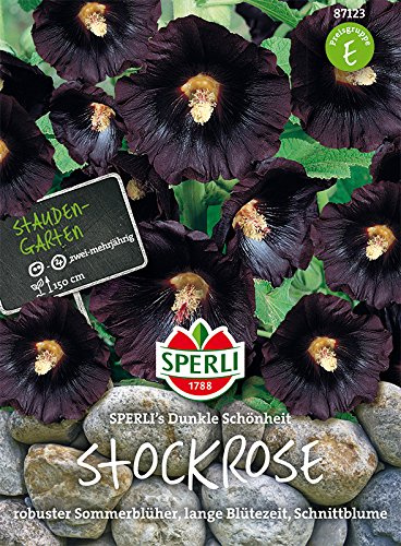 Stockrosen, Sperling´s Dunkle Schönheit