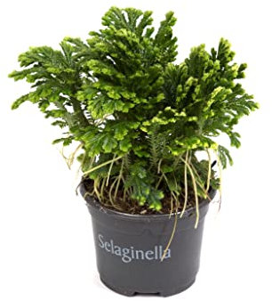 DECOALIVE Selaginella Planta Natural Rosa de Jericó Absorbe Energías Negativas