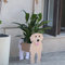 Gochoi Golden Retriever Geschenke für Frauen, Golden Retriever Hund Pflanztopf Topf Blumentöpfe für Outdoor Garten Dekoration, Golden Retriever Pflanzenbehälter Halter Büro Home Decor Kleiner Golden