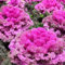 10 pcs grünkohl pflanzen kaufen samen - winterharte pflanzen für garten, grünkohlpflanzen dekopflanzen zimmerpflanze winterfeste pflanzen für balkon, wildkräuter samen gemüse samen
