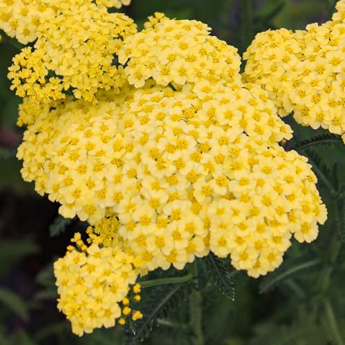 Achillea Sunny Seduction - Outdoor Plants Garden Ready - Evergreen Yellow Flowering Perennial Plant for Pots, Containers, Borders and Flower Beds (9cm Pot, 15-25cm)