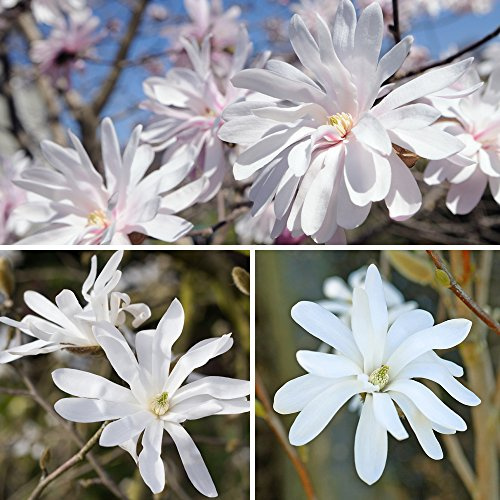 Magnolia Tree Compact Hardy Star Stellata Shrub Baring Scented White Spring Flowers & Green Foliage 3 x Star Magnolia in 9cm Pots by Thompson & Morgan