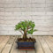 All Occasions, Bonsai Tree Perfect Mini Bonsai Plant for Home, Bedroom, Kitchen and Living Room, Perfect for Clean Air, Delivered Next Day Prime