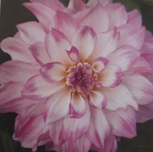 Three Large Decorative Dahlia 'Mikayla Miranda' (Tubers to Plant) Free UK Postage