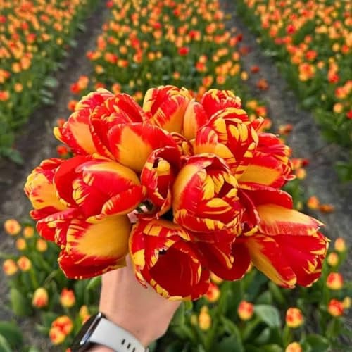Bulbi di tulipano Banja Luka - 30 bulbi di fiori - calibro 12+ - rosso/giallo, fioritura primaverile, resistenti all'inverno - direttamente dal coltivatore - Flowerbulbs Amsterdam