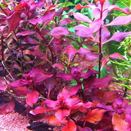 Ludwigia sp. Super Red - 1 Bunch - Live aquarium plant
