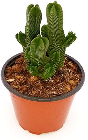 POWERS TO FLOWERS - CRASSULA BUDDHA'S TEMPLE, vaso 9cm, pianta vera