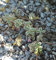 Kaukasus Asienfetthenne Tricolor - großer Topf - Sedum spurium - Gartenpflanze