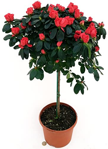 POWERS TO FLOWERS - AZALEA ALBERELLO ROSSA, VASO 18CM, ALTEZZA 100CM, pianta vera