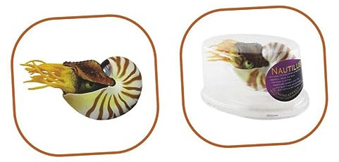 Garneck Fisch Tank Muscheln Muscheldekor Dekorationen für Aquarien Aquarium Nautilus-Schale groß Living Room Decoration wohnzimmerdeko Hausdekoration Aquarienverzierung Fischtank Dekore