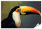 islandburner XXL Bild Poster Seitenansicht Tukan Vogel Großer bunter Schnabel Premium Bilder Fotodruck JBQL-PKL