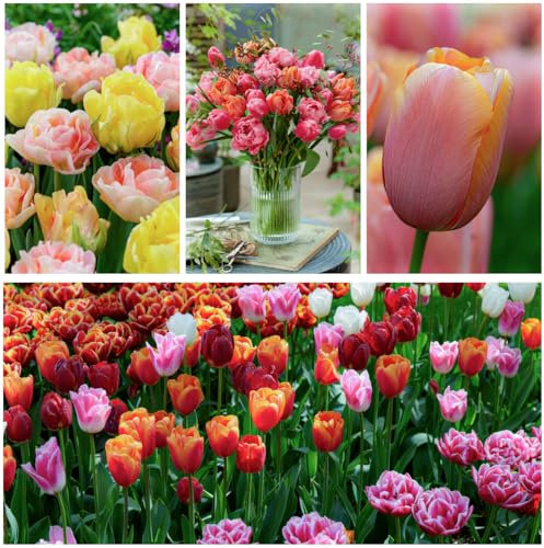 Tulpen Zwiebeln Super Kollektion - 50 Blumenzwiebeln/Knollen - Tulpenzwiebeln winterhart mehrjährig Mischung - Niederländische Qualität - Für Garten, Töpfe und Balkon (kein Samen, nicht künstlich)