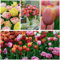 Tulpen Zwiebeln Super Kollektion - 50 Blumenzwiebeln/Knollen - Tulpenzwiebeln winterhart mehrjährig Mischung - Niederländische Qualität - Für Garten, Töpfe und Balkon (kein Samen, nicht künstlich)